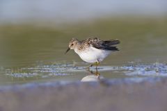 Least Sandpiper, Calidris minutilla