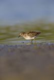 Least Sandpiper, Calidris minutilla