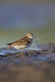 Least Sandpiper, Calidris minutilla