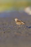 Least Sandpiper, Calidris minutilla