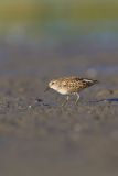 Least Sandpiper, Calidris minutilla