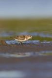 Least Sandpiper, Calidris minutilla