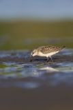 Least Sandpiper, Calidris minutilla