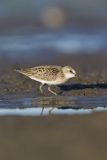 Least Sandpiper, Calidris minutilla