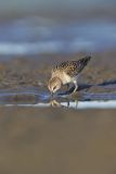 Least Sandpiper, Calidris minutilla