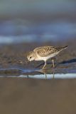 Least Sandpiper, Calidris minutilla