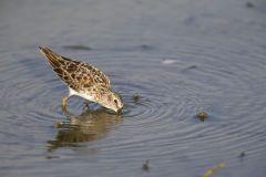 Least Sandpiper, Calidris minutilla