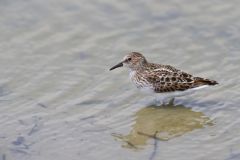 Least Sandpiper, Calidris minutilla
