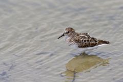 Least Sandpiper, Calidris minutilla