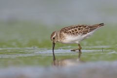 Least Sandpiper, Calidris minutilla