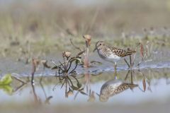 Least Sandpiper, Calidris minutilla
