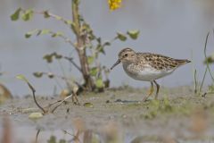 Least Sandpiper, Calidris minutilla