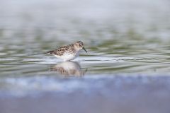 Least Sandpiper, Calidris minutilla