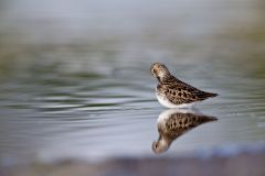 Least Sandpiper, Calidris minutilla