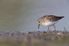 Least Sandpiper, Calidris minutilla