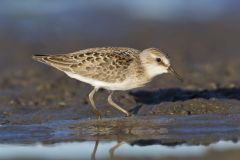 Least Sandpiper, Calidris minutilla