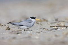 Least Tern, Sternula antillarum