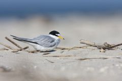 Least Tern, Sternula antillarum