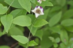 Leather Flower, Clematis viorna