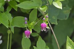 Leather Flower, Clematis viorna