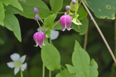 Leather Flower, Clematis viorna