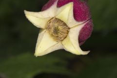 Leather Flower, Clematis viorna