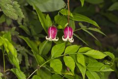 Leather Flower, Clematis viorna