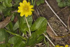 Lesser celandine, Ficaria verna
