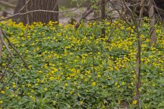 Lesser celandine, Ficaria verna