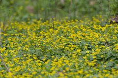 Lesser celandine, Ficaria verna