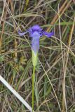 Lesser Fringed Gentian, Gentianopsis virgata