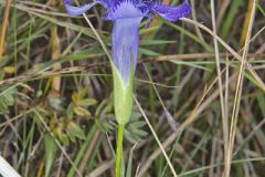 Lesser fringed Gentian