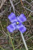 Lesser Fringed Gentian, Gentianopsis virgata