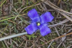 Lesser Fringed Gentian, Gentianopsis virgata