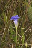 Lesser Fringed Gentian, Gentianopsis virgata