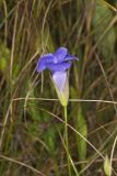 Lesser Fringed Gentian, Gentianopsis virgata