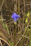 Lesser Fringed Gentian, Gentianopsis virgata