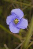 Lesser Fringed Gentian, Gentianopsis virgata