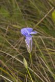 Lesser Fringed Gentian, Gentianopsis virgata