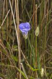 Lesser Fringed Gentian, Gentianopsis virgata