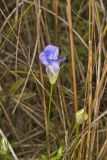 Lesser Fringed Gentian, Gentianopsis virgata