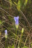 Lesser Fringed Gentian, Gentianopsis virgata