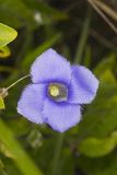 Lesser Fringed Gentian, Gentianopsis virgata