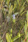 Lesser Fringed Gentian, Gentianopsis virgata