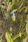 Lesser Fringed Gentian, Gentianopsis virgata