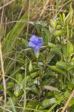 Lesser Fringed Gentian, Gentianopsis virgata