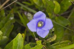 Lesser Fringed Gentian, Gentianopsis virgata