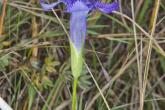 Lesser fringed Gentian, Gentianopsis virgata