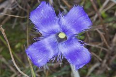 Lesser fringed Gentian, Gentianopsis virgata