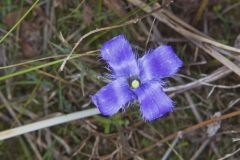 Lesser fringed Gentian, Gentianopsis virgata